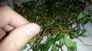 Зимолюбка зонтичная, трава зимолюбки, купить.