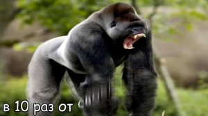 САМЫЕ СИЛЬНЫЕ ЖИВОТНЫЕ ПЛАНЕТЫ