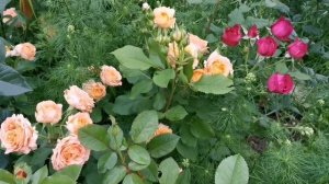 Roses Johann Wolfgang von Goethe Ros, Vivienne Westwood Роза Иоганн Вольфганг Гете и Вивьен Вествуд