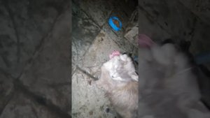 НАШ ПРИЮТ ДЛЯ КОШЕК В СОЧИ. ЕЖИКИ ДРУЖАТ С КОТЯТАМИ. КУШАЮТ КОШАЧИЙ КОРМ. В ДОБРЫЕ РУКИ.
