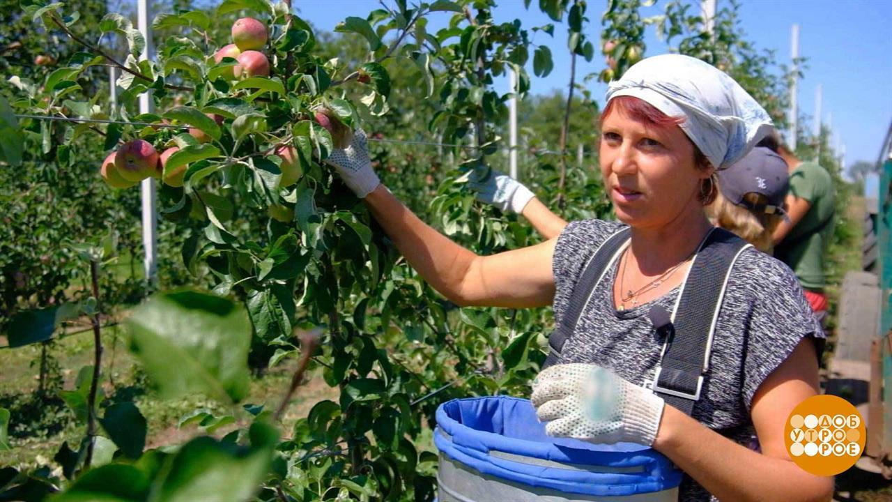Яблоки: собрать и сохранить! Доброе утро. Фрагмент выпуска от 19.08. ...