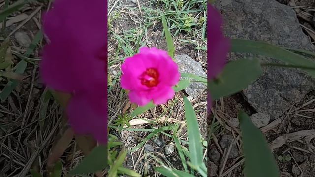 Wow! Nice PInk Flower🌸🌸