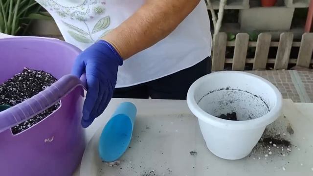 CESTITA Y TRASPLANTES смотреть онлайн