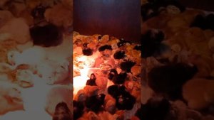 вывод цветного бройлера.Мастер грей, гриз бар, ред бро, голошейка?