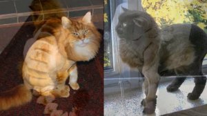 Смешные стрижки для кошек.