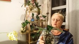 ОРХИДЕЯ в ПУСТОЙ ВАЗЕ ПОЧТИ ГОД РАСТЁТ и ЦВЕТЁТ