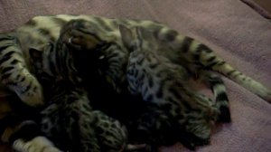 Бенгальские котята - BENGAL KITTENS for SALE- http://www.bensun.ru