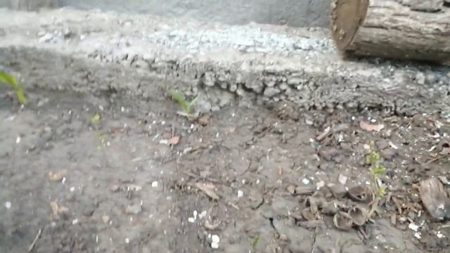 Живая изгородь из гибискуса или как посадить гибискус смотреть онлайн