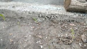Живая изгородь из гибискуса или как посадить гибискус