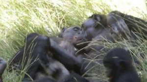 Bonobos enjoying time together