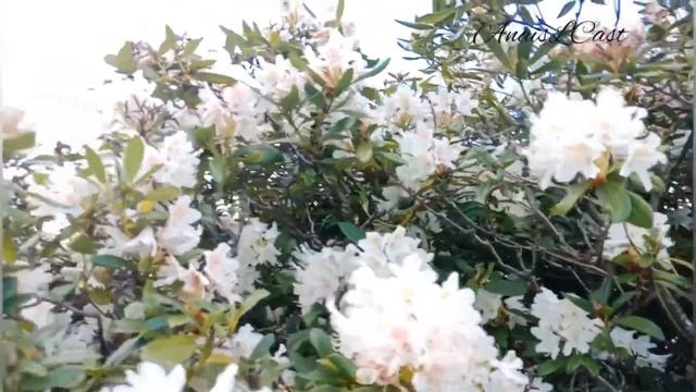 AZALEA FLOWERS (The light bulb of gardens) смотреть онлайн