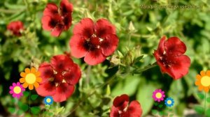 Лапчатка турбера Монарх Велвет. Краткий обзор, описание potentilla thurberi Monarch's Velvet