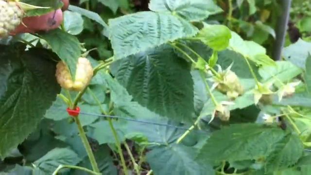 УРОЖАЙ РЕМОНТАНТНОЙ МАЛИНЫ. МАЛИНА в конце АВГУСТА. TopSad.ТопСад. смотреть онлайн