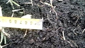 Как фрезерует активная фреза тяжёлого дизельного мотоблока.