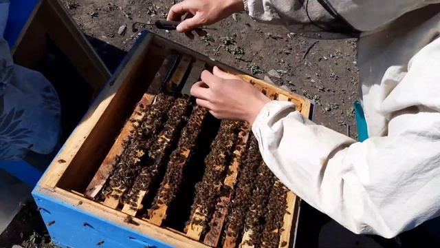 #матководство #пчеловодство Весенние работы на пасеке Buckfast, подготовка отцовских семей😉🤘
