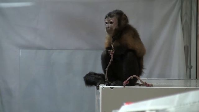 Коллекционеры Контактный зоопарк смотреть онлайн