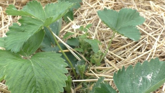 Клубника - МУЛЬЧИРОВАНИЕ и ЗАЩИТА От Гнили. Фрукты-ягоды. смотреть онлайн