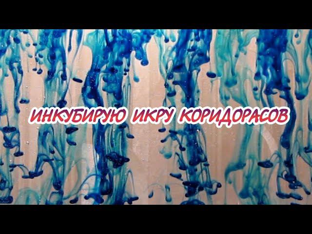 ЗАЛИЛ МЕТИЛЕНОВЫЙ СИНИЙ. ИНКУБИРУЮ ИКРУ КОРИДОРАСОВ.