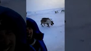 Новий Уренгой Мессояха