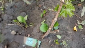 ? Когда сажать виноград, весной или осенью??