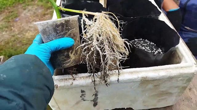 Ежевика. Результат укоренения верхушек в пригороде Воронежа.