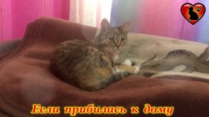 Трехцветная Кошка Лучший Оберег Для Дома и Семьи!