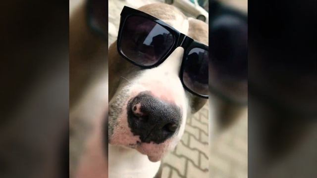 Майк Крут. Стаффордширский терьер. Дрессировка команд Амстаффа. Смешные животные. Dog blogger