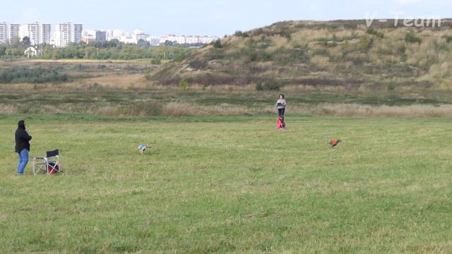 Левретки DANIEL VENTO VITTORIA (К) - HOUSE OF HOUNDS GENEVIEVA (С). ЧР - 2017. смотреть онлайн