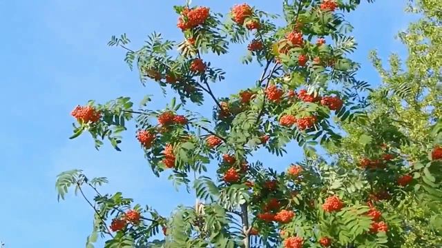 И Кабаргин и В Приходько _ Горькая рябина _ монтаж Галины Поздеевой смотреть онлайн