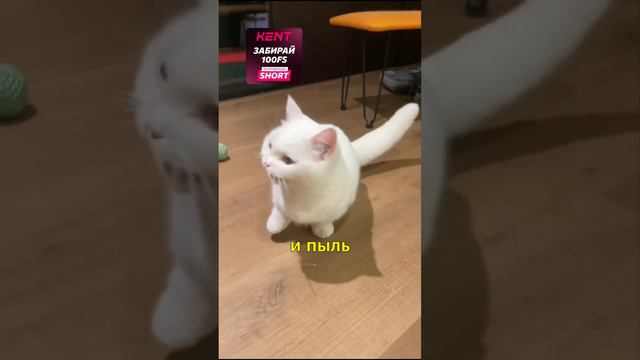 🐈⬛С Днем Кошек 🙃👏🏼