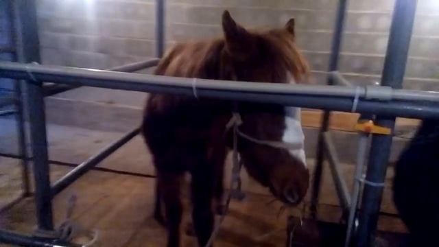 Стойло для быков и коров смотреть онлайн