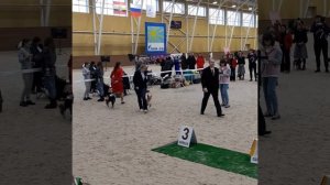 Выставка собак. г.Курск 27.11.2022г. Бэссэнджи