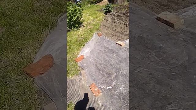 шпинат на даче. смотреть онлайн