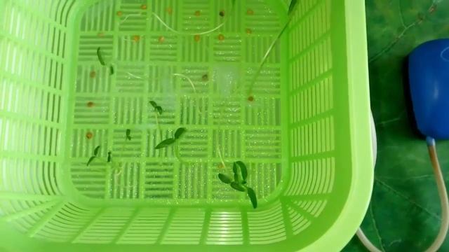 ?? Как проросли семена томатов и баклажан в проращивателе. Проращивание томатов и баклажан.