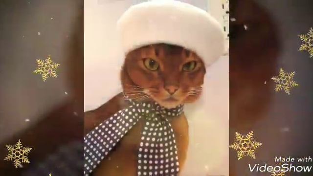 Кошки в новогодних костюмах. Котики в одежде, красивая подборка.