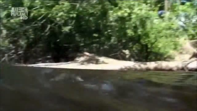 Леонбергер - живое воплощение льва.﻿ смотреть онлайн