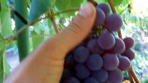 Лидия французская. "Lydia french"