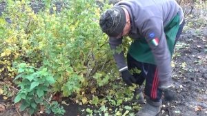 Как размножать крыжовник лёгким способом.