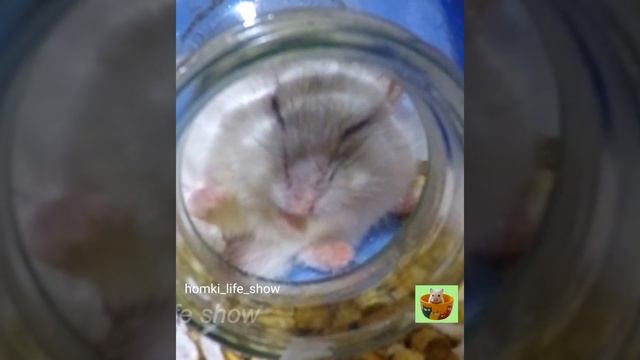 Джунгарский Хомячок Нюся Сладко Спит #Shorts