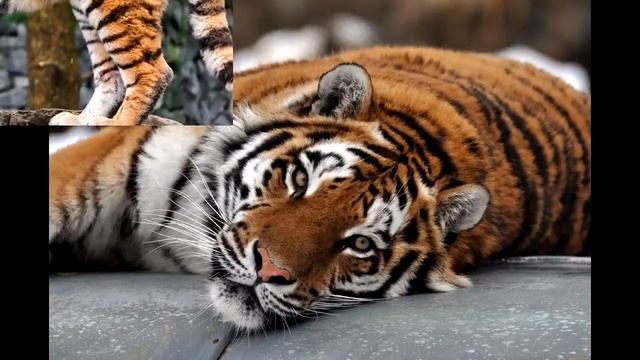 Амурский тигр. Образ жизни и среда обитания амурского тигра