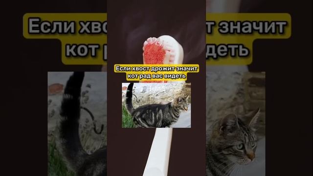 ЧТО ГОВОРЯТ ДВИЖЕНИЯ ХВОСТА КОТА