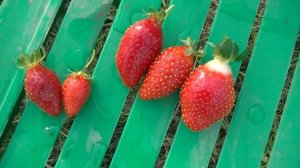 Клубника осенью на участке. Клубника Азия, подкормки и обработки.