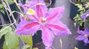 Best Flowering Vines - Clematis Wildfire