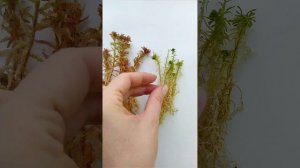 Магелланский мох.