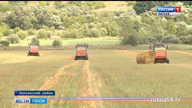 В Пензенской области намолочено 1 млн. 300 тыс. тонн зерна смотреть онлайн