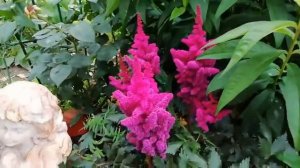 ОБЗОР САДА. Мой яркий сказочный сад в начале августа. Сезон 2019