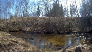 Ручьевая форель весной