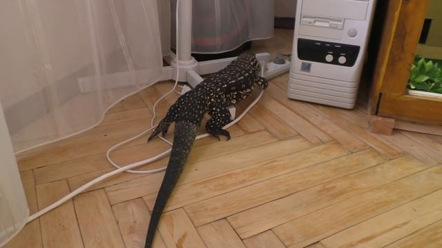 Провальная зимовка. Ящерицы проснулись. смотреть онлайн