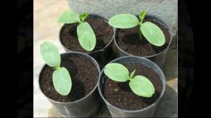 посев семян шлюмбергеры seeding Schlumbergera