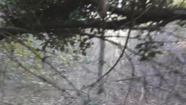 On autumn paths in search of mushrooms and inner peace смотреть онлайн